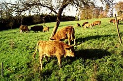 Kühe auf der Weide mit Seeblick