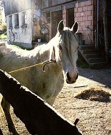 Pferd auf dem Hof